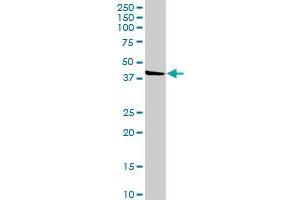 SGK196 MaxPab rabbit polyclonal antibody. (SGK196 anticorps  (AA 1-350))
