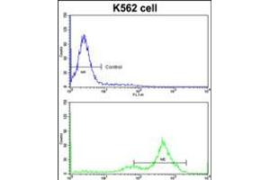 Flow cytometric analysis of K562 cells using GATA2 Antibody (bottom histogram) compared to a negative control cell (top histogram)FITC-conjugated goat-anti-rabbit secondary antibodies were used for the analysis.