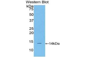 Western blot analysis of the recombinant protein. (BMP2 anticorps  (AA 281-394))