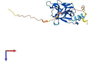 Fibroblast Growth Factor 20 (FGF20) (AA 1-211) protein (His tag)