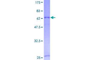 Image no. 1 for Cytochrome C Oxidase Assembly Homolog 10 (COX10) (AA 1-443) protein (GST tag) (ABIN1350100)
