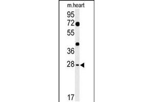 Western blot analysis of HES7 Antibody in mouse heart tissue lysates (35ug/lane) (HES7 anticorps  (N-Term))
