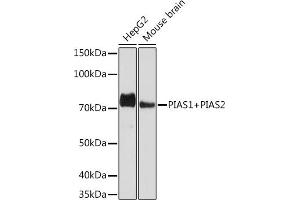 Western blot analysis of extracts of various cell lines, using PI+PI Rabbit mAb (ABIN7266879) at 1:1000 dilution. (E3 SUMO-Protein Ligase PIAS3 (LOC101740849) anticorps)