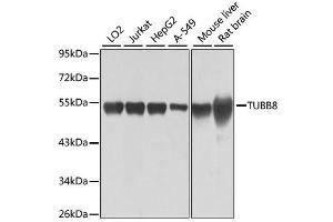 Western blot analysis of extracts of various cell lines, using TUBB8 antibody. (Tubulin, beta 8 anticorps)