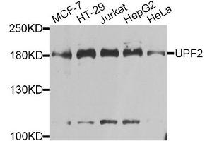 Western blot analysis of extracts of various cell lines, using UPF2 antibody. (RENT2/UPF2 anticorps)
