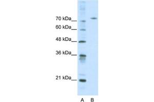 Western Blotting (WB) image for anti-Afamin (AFM) antibody (ABIN2460811) (Afamin anticorps)
