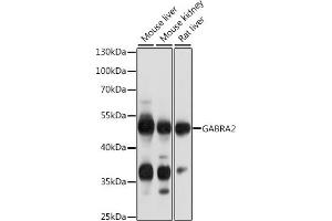 Western blot analysis of extracts of various cell lines, using G antibody (ABIN6134683, ABIN6140901, ABIN6140902 and ABIN6218464) at 1:1000 dilution. (GABRA2 anticorps  (AA 300-400))