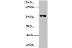 Western blot All lanes: Patatin-like phospholipase domain-containing protein 3 antibody at 8 μg/mL + HepG2 whole cell lysate Secondary Goat polyclonal to rabbit IgG at 1/10000 dilution Predicted band size: 53 kDa Observed band size: 53 kDa (PNPLA3 anticorps  (AA 377-481))