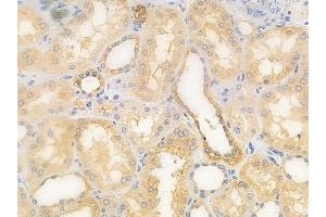 anti-Syndecan 4 (SDC4) (C-Term) antibody