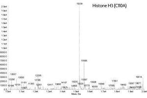 Mass Spectrometry (MS) image for Histone H3 (H3) (C110A) protein (ABIN2669496)