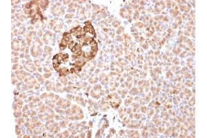 Formalin-fixed, paraffin-embedded human pancreas stained with Ferritin, Heavy Chain Mouse Monoclonal Antibody (FTH/2081).