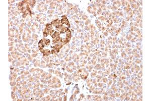 Formalin-fixed, paraffin-embedded human pancreas stained with Ferritin, Heavy Chain Mouse Monoclonal Antibody (FTH/2081). (FTH1 anticorps  (AA 58-180))