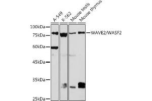 Western blot analysis of extracts of various cell lines, using W/W/W Rabbit mAb (ABIN7271346) at 1:1000 dilution. (WASF2 anticorps)