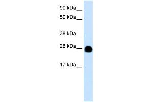 WB Suggested Anti-YWHAH Antibody Titration:  0. (14-3-3 eta anticorps  (N-Term))