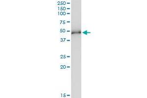 Immunoprecipitation of MKRN2 transfected lysate using anti-MKRN2 MaxPab rabbit polyclonal antibody and Protein A Magnetic Bead , and immunoblotted with MKRN2 purified MaxPab mouse polyclonal antibody (B01P) .