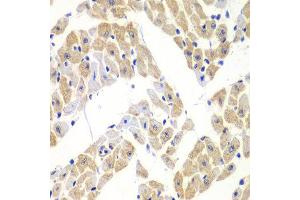 Immunohistochemistry of paraffin-embedded mouse heart using ELF3 antibody at dilution of 1:100 (x40 lens). (ELF3 anticorps)