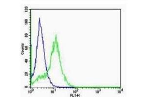 HeLa cells probed with Rabbit Anti-VEGFR2 Polyclonal Antibody (ABIN2180045) at 1:100 for 60 minutes at room temperature followed by Goat Anti-Rabbit IgG (H+L) Alexa Fluor 488 Conjugated Secondary.