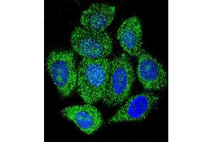 Confocal immunofluorescent analysis of IDH1 Antibody (C-term) (ABIN657472 and ABIN2846500) with Hela cell followed by Alexa Fluor 488-conjugated goat anti-rabbit lgG (green). (IMPDH1 anticorps  (C-Term))