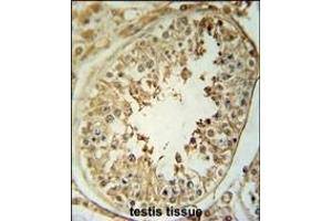 CPNE8 Antibody (N-term) (ABIN651529 and ABIN2840280) immunohistochemistry analysis in formalin fixed and paraffin embedded human testis tissue followed by peroxidase conjugation of the secondary antibody and DAB staining.