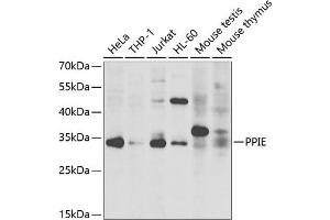 Western blot analysis of extracts of various cell lines, using PPIE antibody  at 1:1000 dilution. (PPIE anticorps  (AA 1-301))
