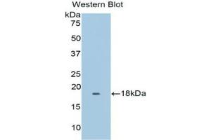 Detection of Recombinant MYO, Mouse using Polyclonal Antibody to Myoglobin (MYO)