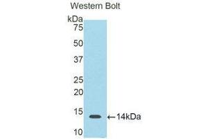 Western Blotting (WB) image for anti-S100 Calcium Binding Protein B (S100B) (AA 1-92) antibody (ABIN1860489) (S100B anticorps  (AA 1-92))