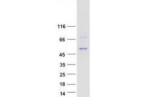 Validation with Western Blot (TMEM246 Protein (Myc-DYKDDDDK Tag))