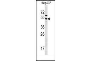 Western blot analysis of GRHL1 Antibody (Center) in HepG2 cell line lysates (35ug/lane). (GRHL1 anticorps  (Middle Region))