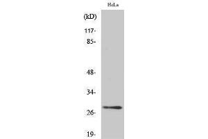 Western Blotting (WB) image for anti-14-3-3 theta (YWHAQ) (Tyr588), (Tyr596) antibody (ABIN3183084)