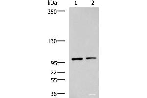 Western blot analysis of Raji and HepG2 cell lysates using GLI1 Polyclonal Antibody at dilution of 1:900 (GLI1 anticorps)