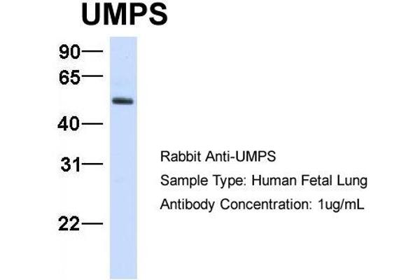 UMPS antibody  (C-Term)