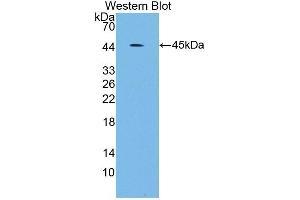 Detection of Recombinant SCARA5, Human using Polyclonal Antibody to Scavenger Receptor Class A Member 5 (SCARA5) (SCARA5 anticorps  (AA 118-495))