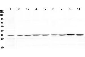 Western blot analysis of HLF using anti-HLF antibody . (HLF anticorps)