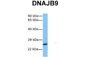 Host:  Rabbit  Target Name:  DNAJB9  Sample Tissue:  Human Hela  Antibody Dilution:  1. (DNAJB9 anticorps  (N-Term))