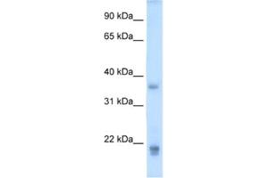 Western Blotting (WB) image for anti-Growth Hormone 2 (GH2) antibody (ABIN2462514) (Growth Hormone 2 anticorps)