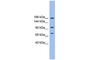 WB Suggested Anti-ADAMTS19 Antibody Titration:  0. (ADAMTS19 anticorps  (N-Term))