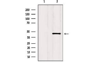 Western blot analysis of extracts from HepG2, using CCR2 Antibody. (CCR2 anticorps  (Internal Region))