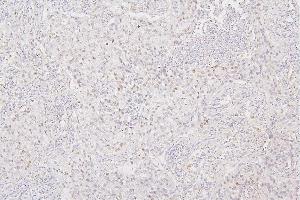 IHC analysis of H1F0 using anti-H1F0 antibody (ABIN7600521). (Histone H1 anticorps  (AA 20-159))