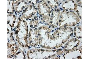Immunohistochemical staining of paraffin-embedded Kidney tissue using anti-GRIPAP1mouse monoclonal antibody. (GRIPAP1 anticorps)