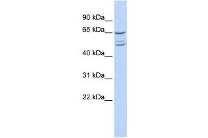 Western Blotting (WB) image for anti-Zinc Finger Protein 415 (ZNF415) antibody (ABIN2458387) (ZNF415 anticorps)