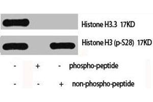 Western Blot analysis of Hela cells using Histone H3. (Histone H3.3 anticorps)