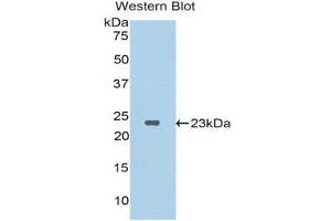 Western Blotting (WB) image for anti-Interleukin 37 (IL37) (AA 27-192) antibody (ABIN1176374)