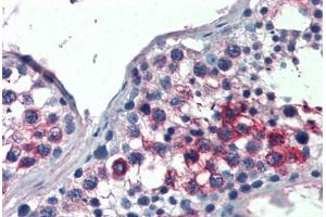 Human Testis (formalin-fixed, paraffin-embedded) stained with FHL1 antibody ABIN337221 at 2. (FHL1 anticorps  (AA 261-272))