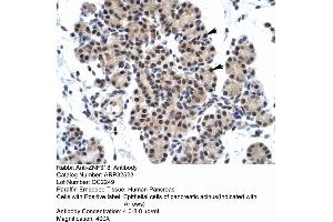 Human Pancreas (ZNF318 anticorps  (N-Term))