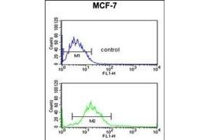 ENDOG Antibody (C-term) (ABIN390490 and ABIN2840849) flow cytometric analysis of MCF-7 cells (bottom histogram) compared to a negative control cell (top histogram).