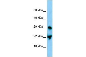 WB Suggested Anti-Atf3 Antibody Titration: 1. (ATF3 anticorps  (C-Term))