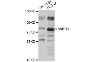 Western blot analysis of extracts of various cell lines, using BARD1 antibody (ABIN2736345) at 1:1000 dilution.