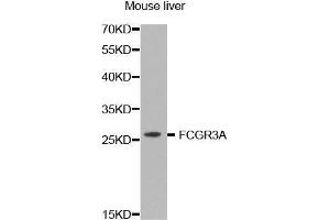 Western Blotting (WB) image for anti-Fc Fragment of IgG, Low Affinity IIIa, Receptor (CD16a) (FCGR3A) (AA 150-250) antibody (ABIN3016244) (FCGR3A anticorps  (AA 150-250))