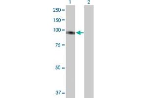 Western Blot analysis of FLJ20272 expression in transfected 293T cell line by FLJ20272 MaxPab polyclonal antibody. (TTC27 anticorps  (AA 1-843))