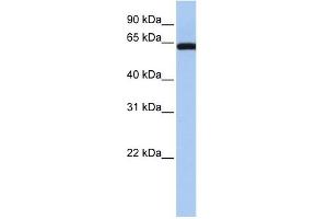 LGALS3BP antibody used at 1 ug/ml to detect target protein.